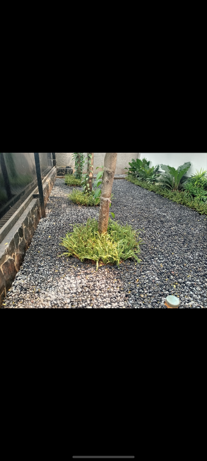 Tropis
