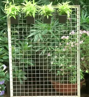 Besi rambatan tanaman