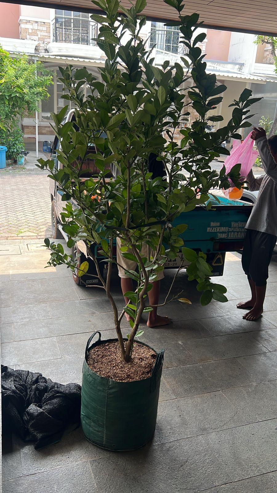 Jeruk lemon dan pot plastik d.60cm 