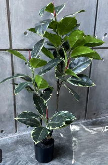 Karet Kebo Artificial