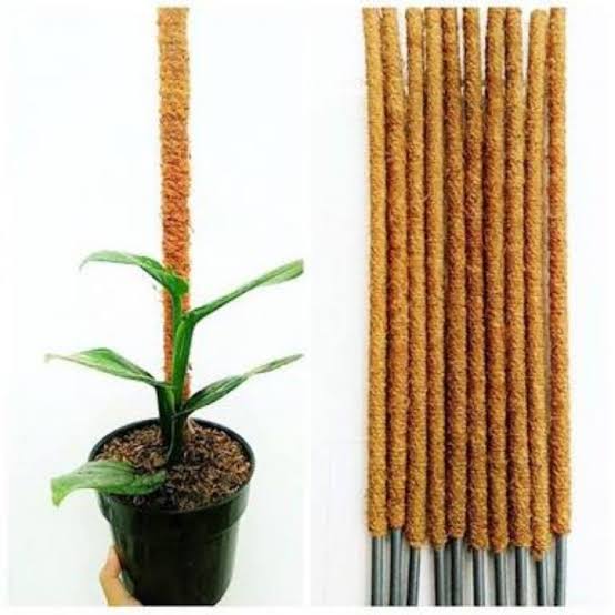 Taurus custom lee kween yew