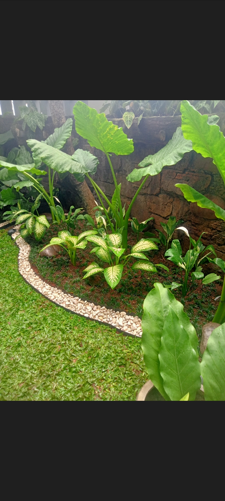 Tropis