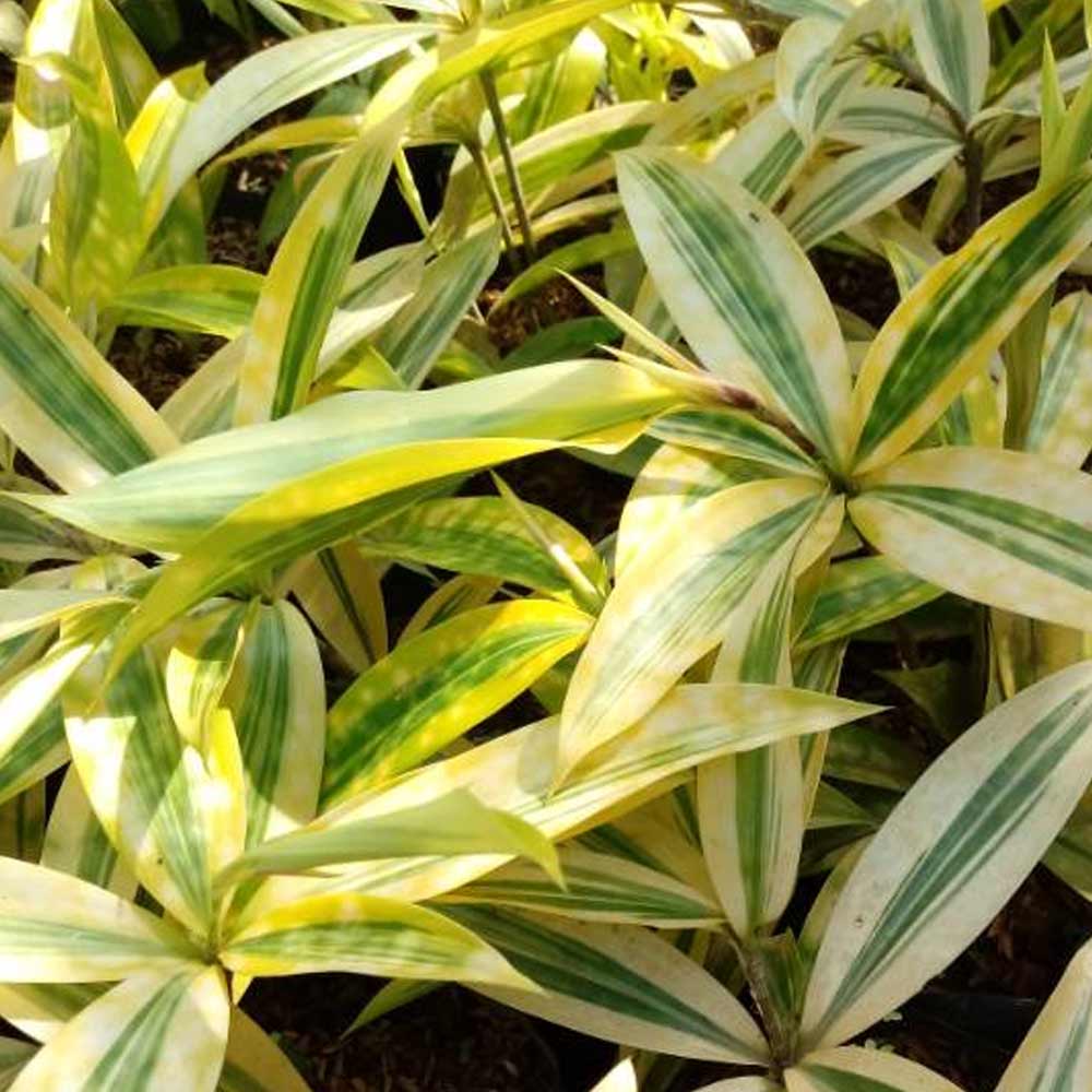 Dracaena bambu kuning/golden t: 20 cm