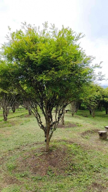 Pohon Anggur Brazil t:1 m