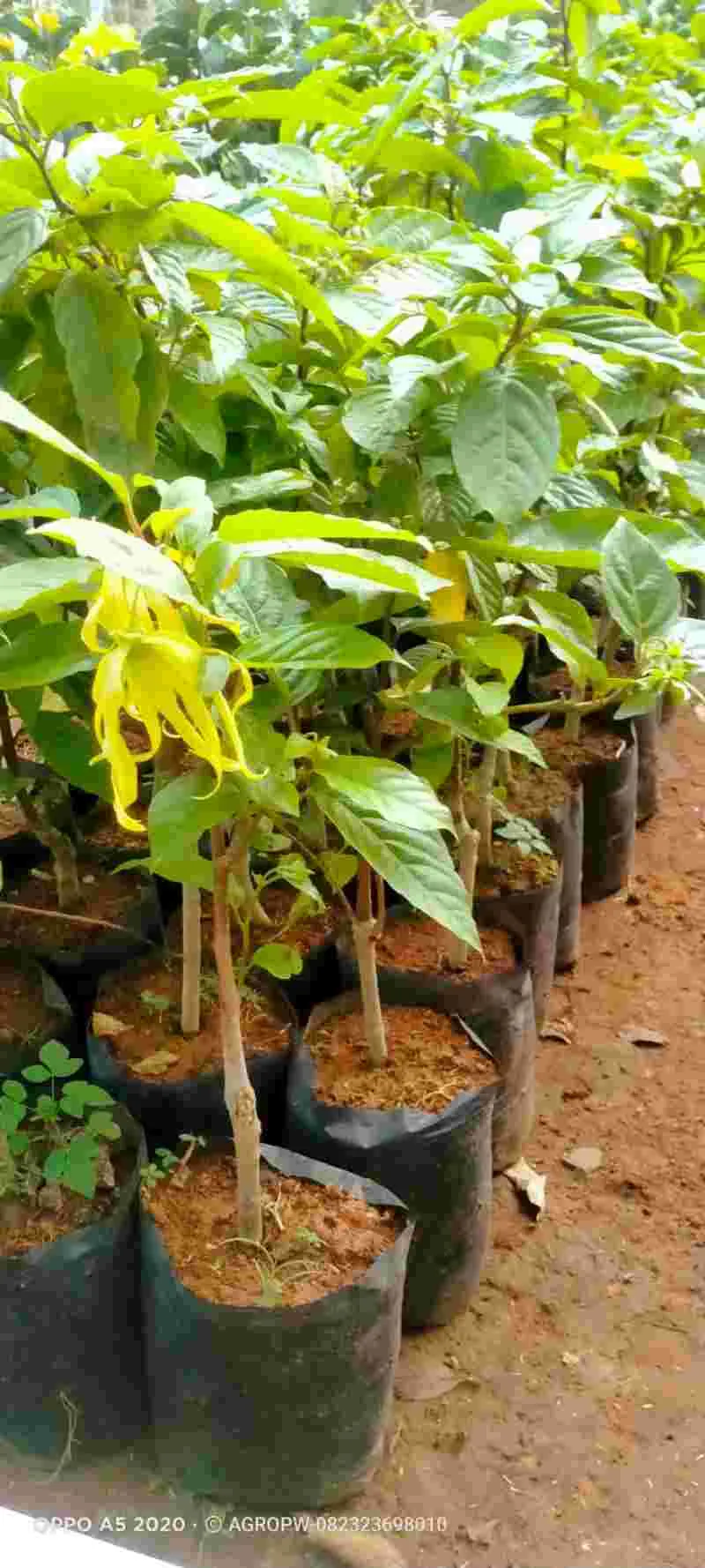 Kenanga t: 1m