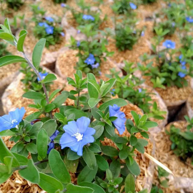 (Blue eyes) Nemophila menziesii