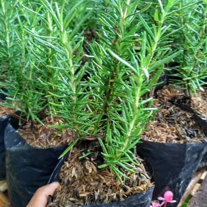 Rosemary (Bandung)