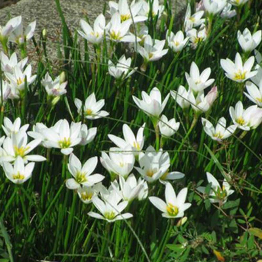 Rain Lili / Lili hujan t: 25cm