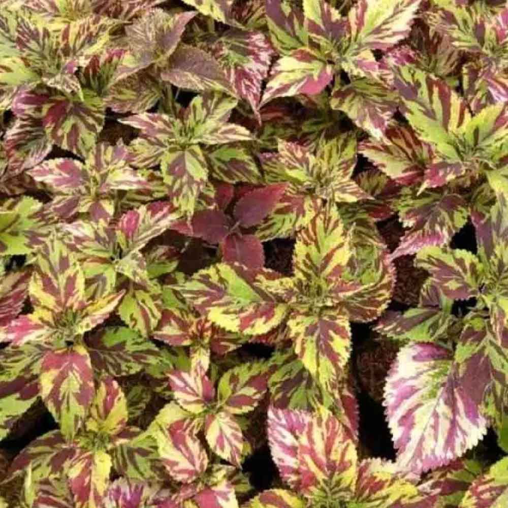 Miana batik t: 30 cm