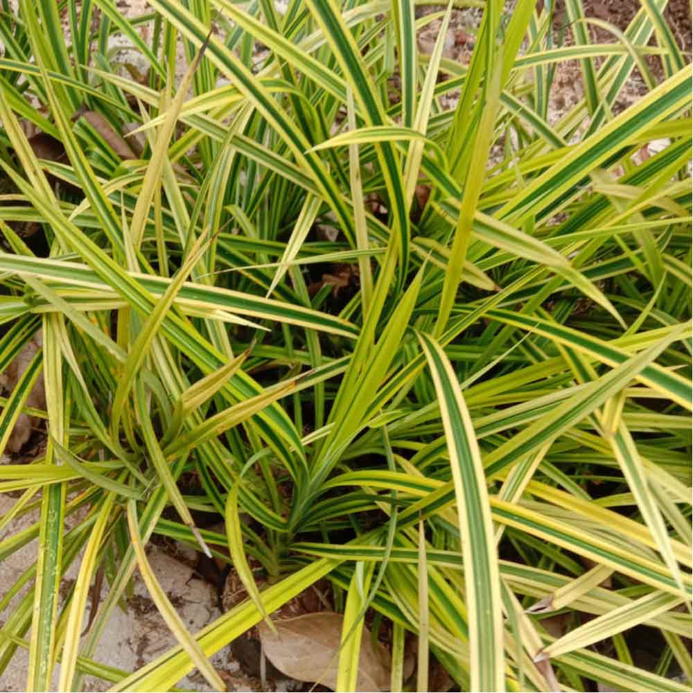Pandan kuning t: 30 cm