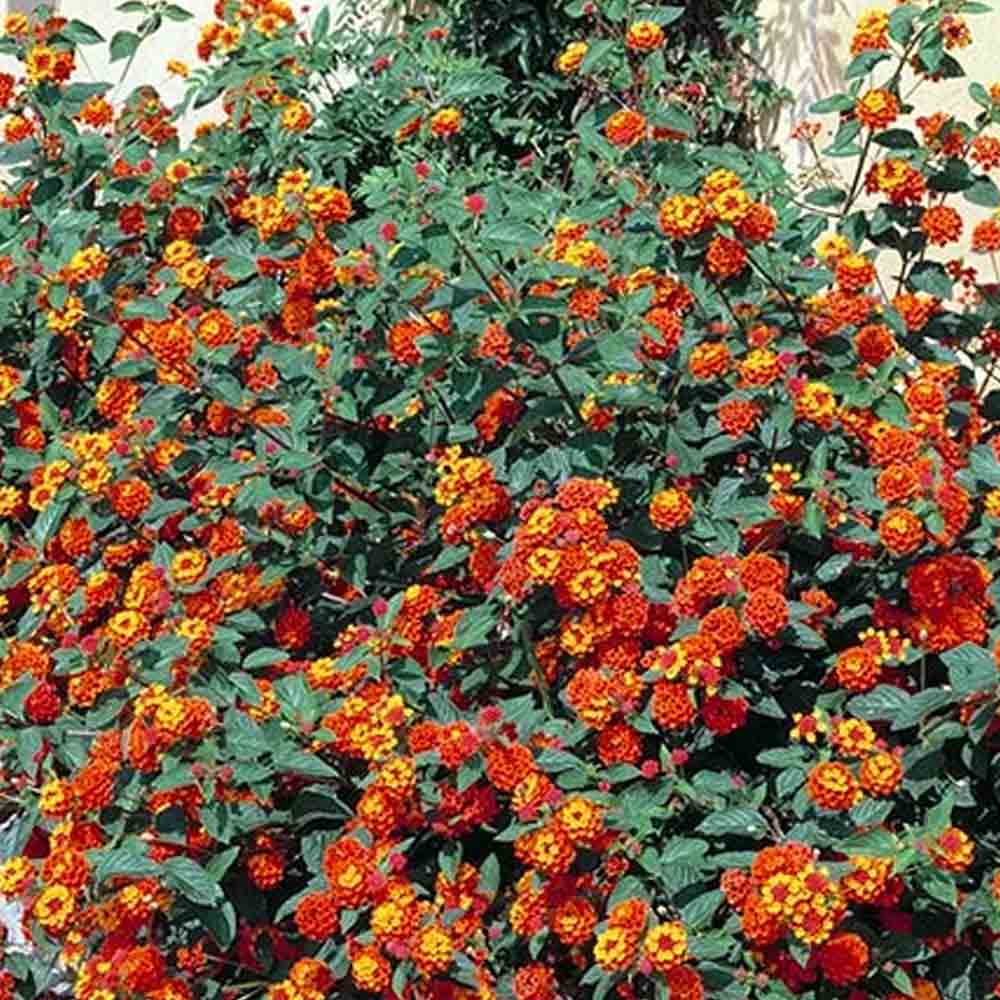 Lantana t: 20 cm