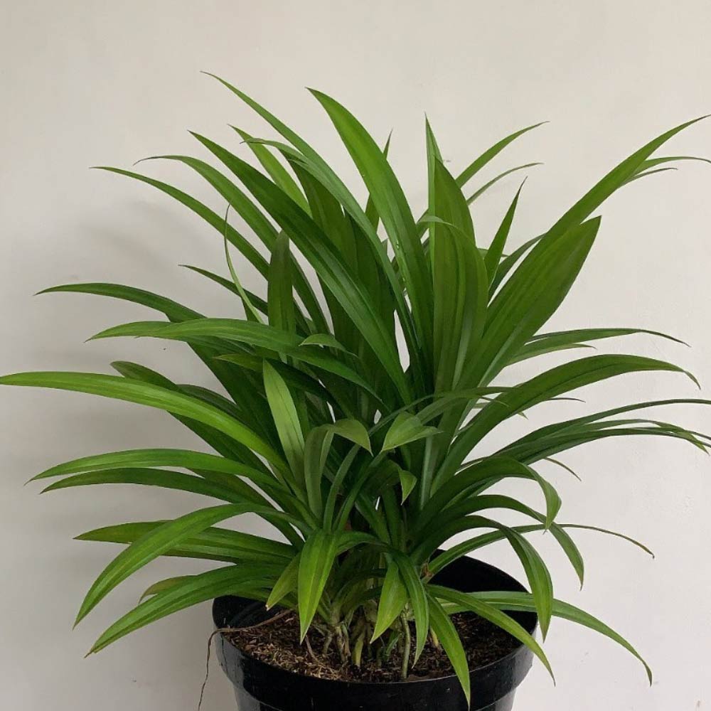 Pandan wangi t: 40 cm