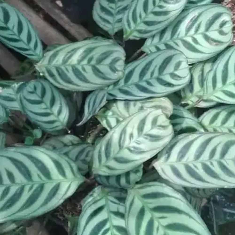 Marantha sepat t: 20 cm