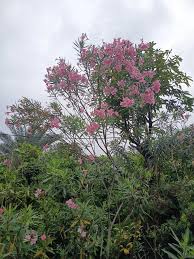 Oleander t:1.5m
