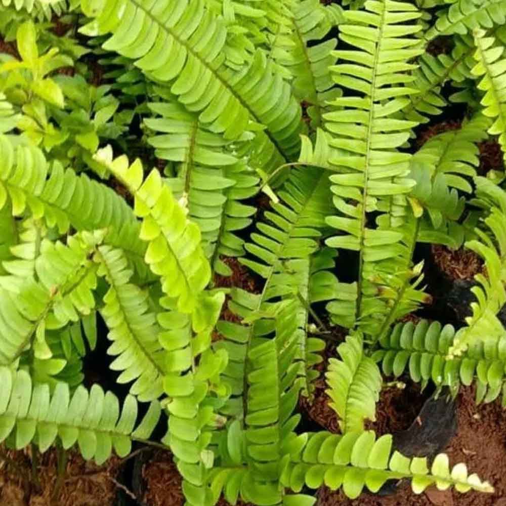 Pakis kelabang t: 30 cm