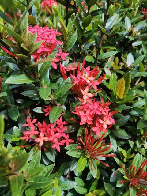 Soka jambon (bunga pink) t: 20cm