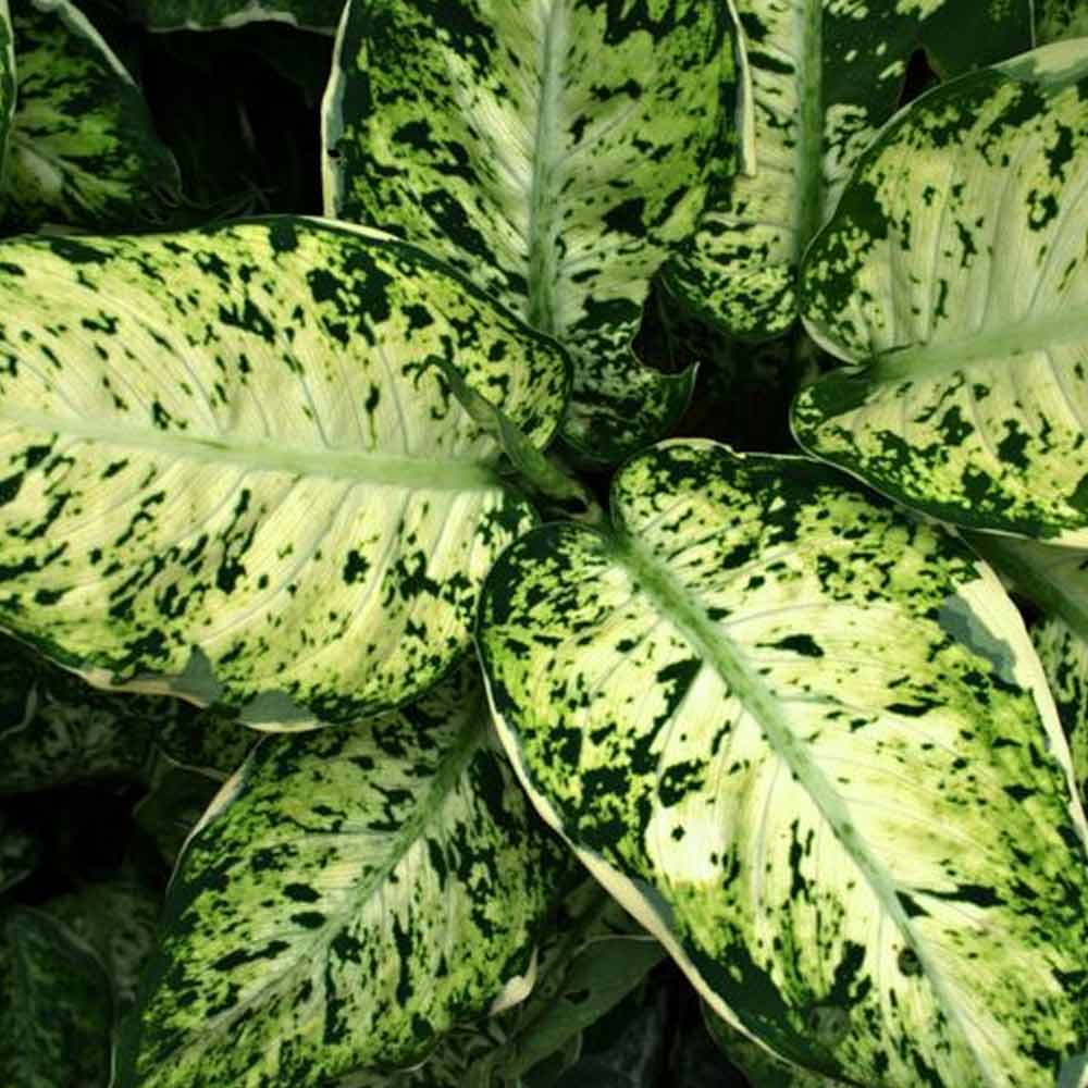 Blanceng / Dieffenbachia t: 40 cm