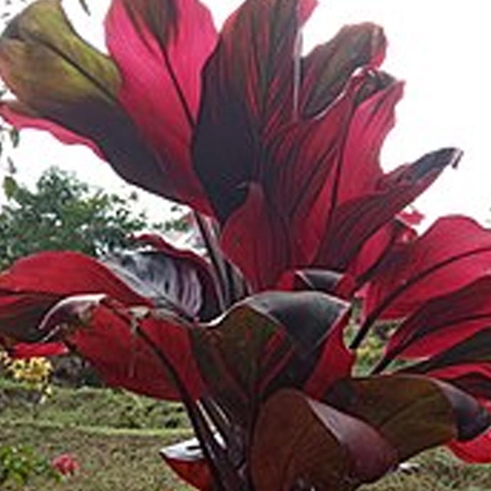 Hanjuang merah t: 60 cm