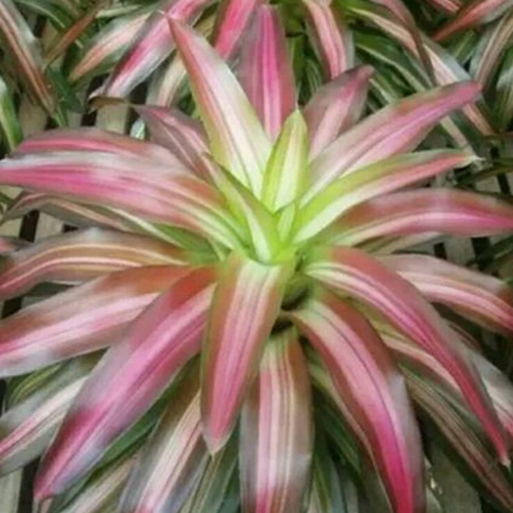Bromelia tricolor d: 25 cm