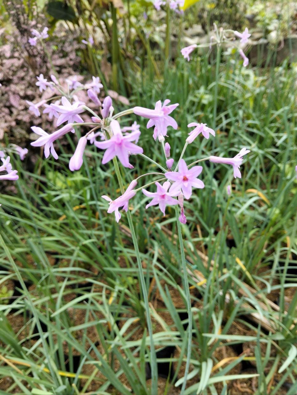 Daun Bawang Ungu (Bandung)