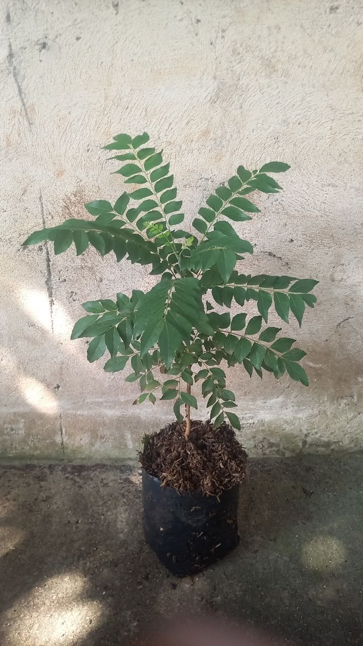 Kari / Salam koja