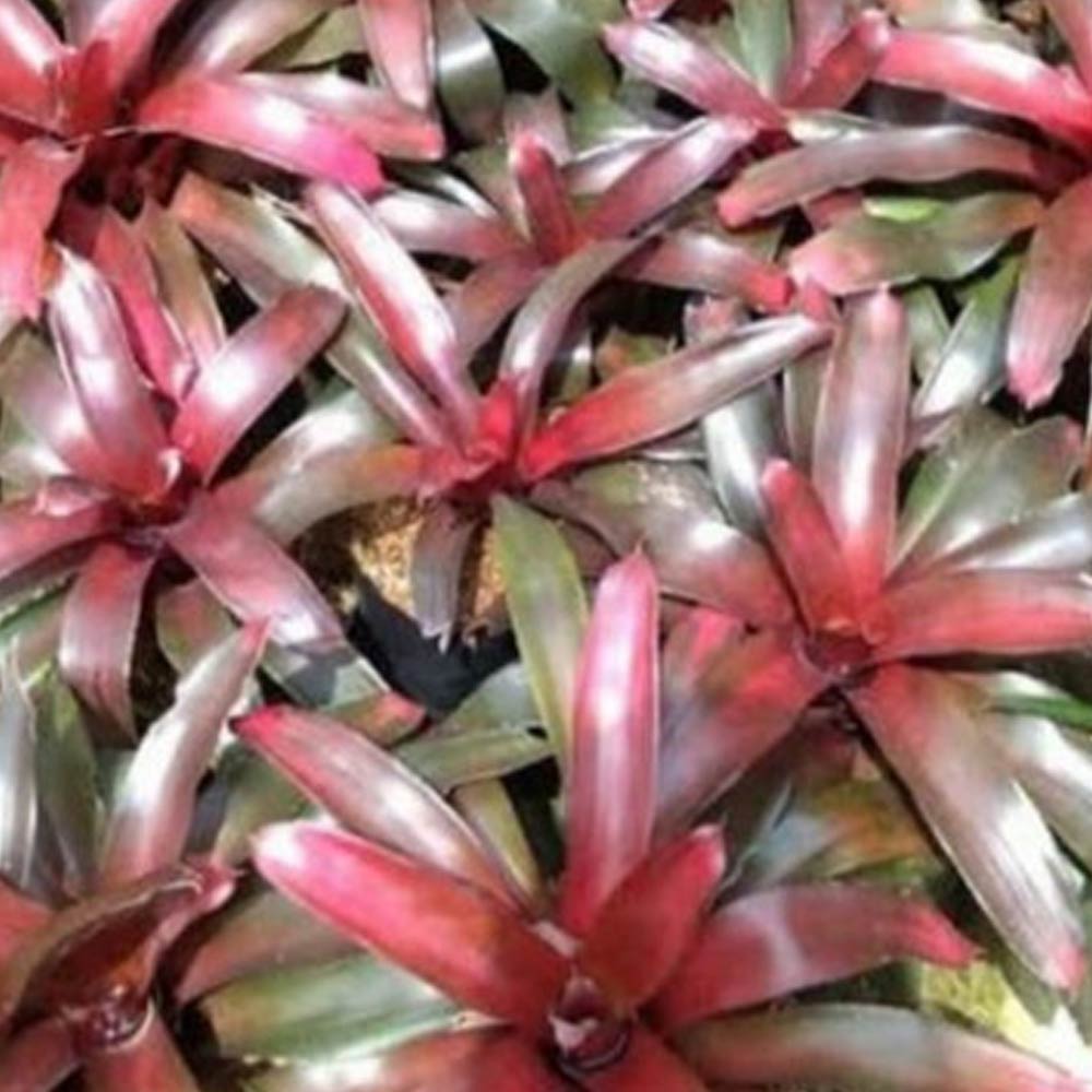 Bromelia merah d: 30 cm