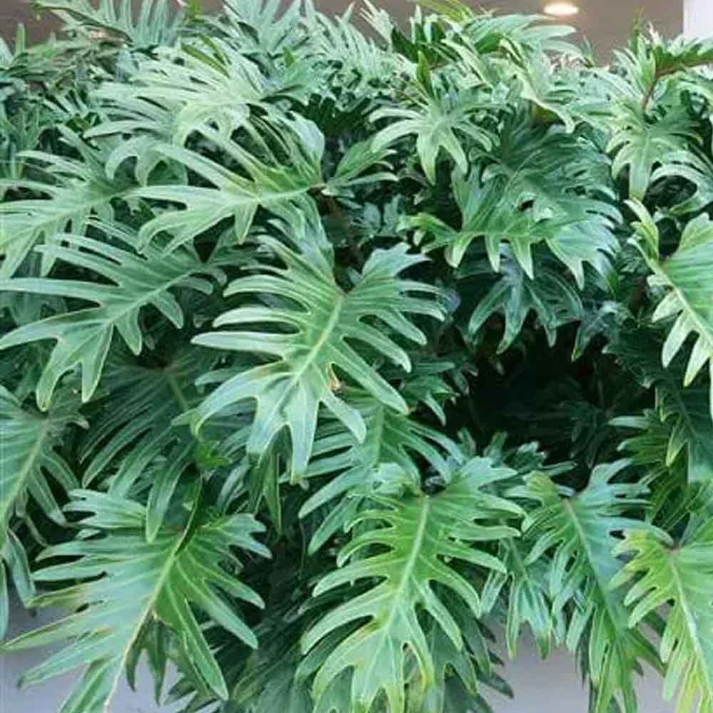 Philo xanadu (sedang) t: 40cm