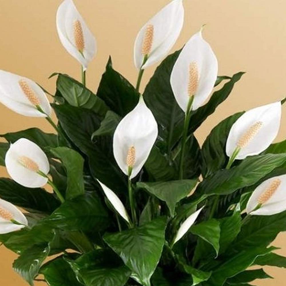 Spatyphillum / peace lily t: 30cm