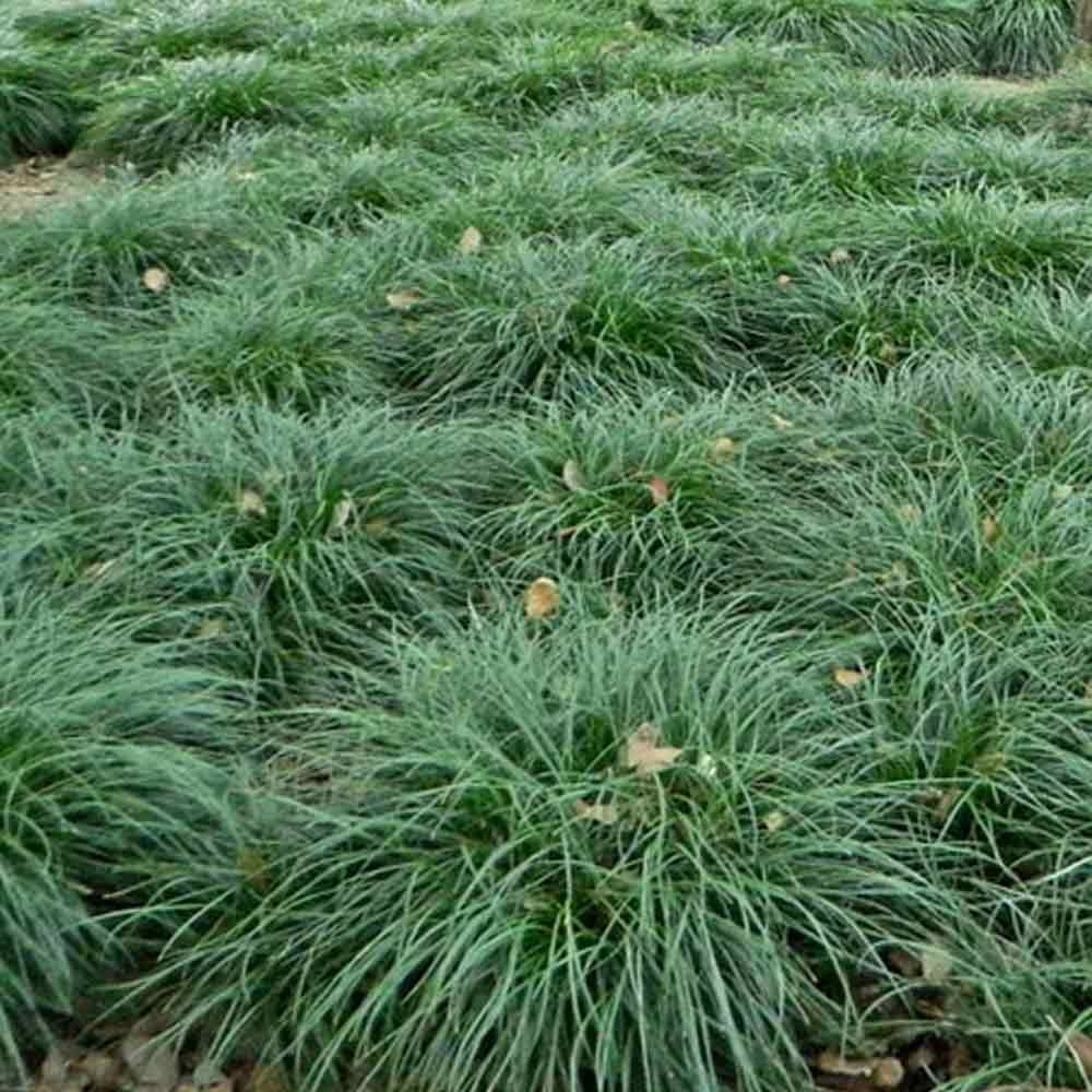 Kucai gondrong d: 20 cm