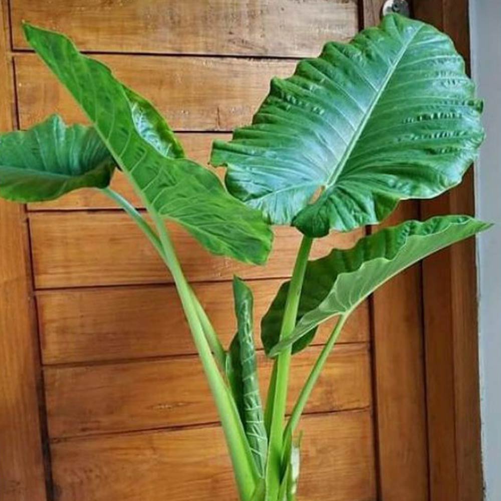 Sente hijau t: 1,75m