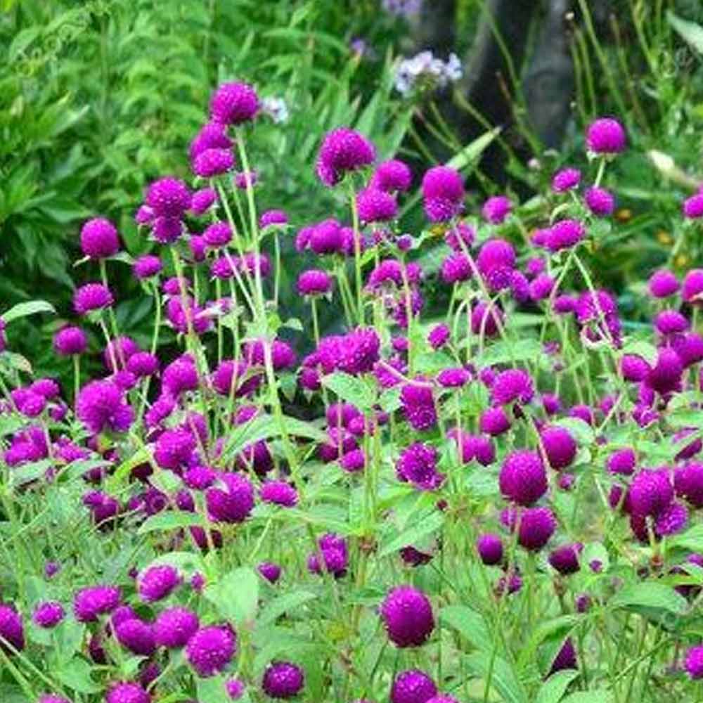 Bunga kenop/bunga kancing t: 25 cm