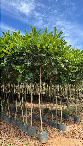 Pohon Kiara Payun t : 2 - 3 meter