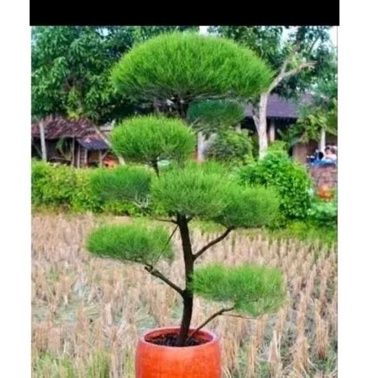 Bonsai Cemara Udang t:1-1.5m (MLG)