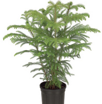 Cemara Norfol t:2m