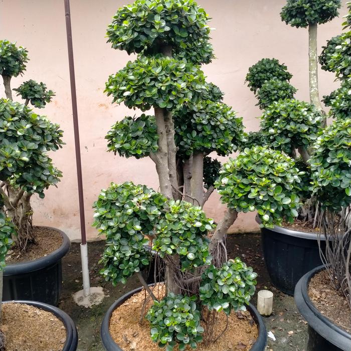 Bonsai Beringin Korea t: 1 m (SOLO) 