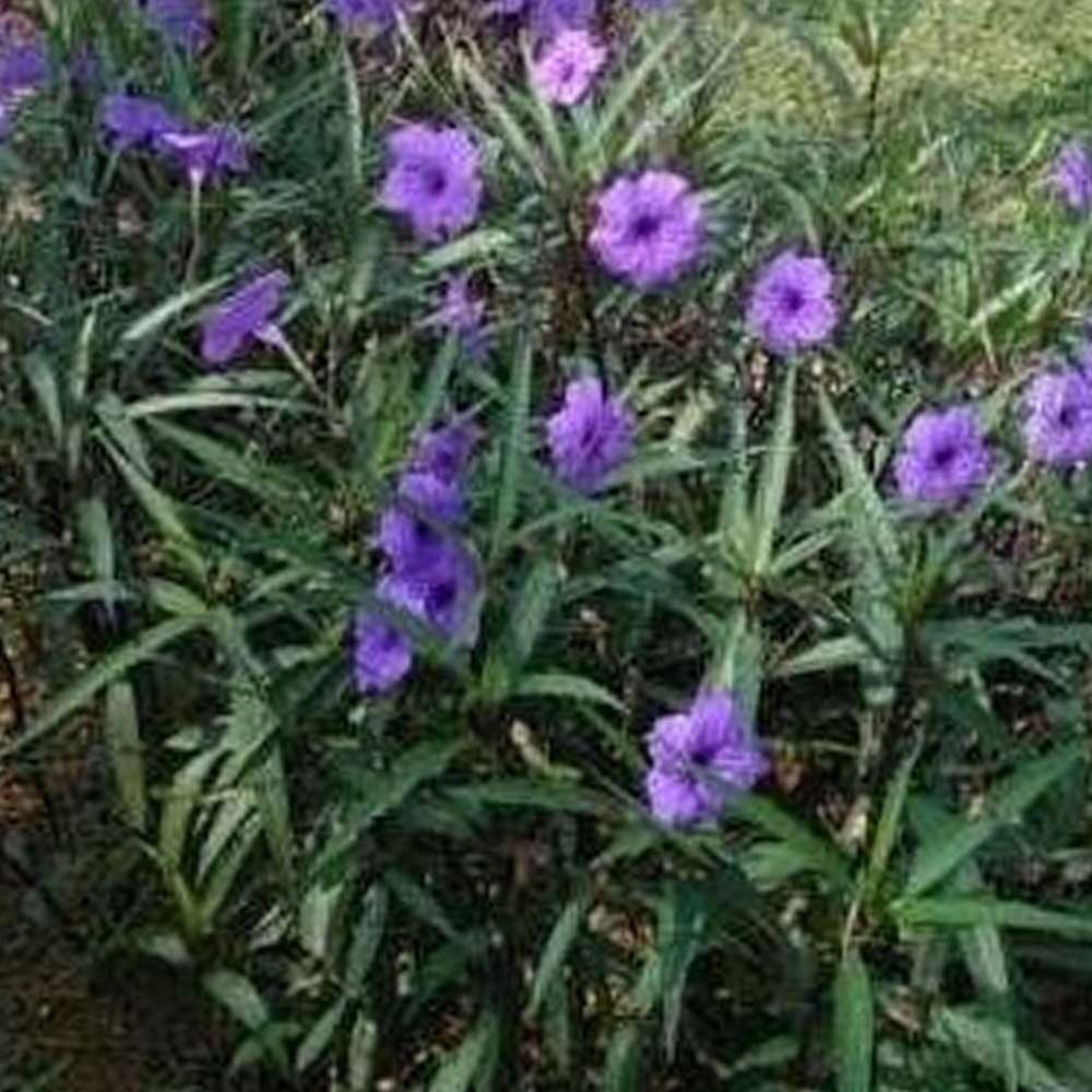 Ruellia tegak t: 30cm
