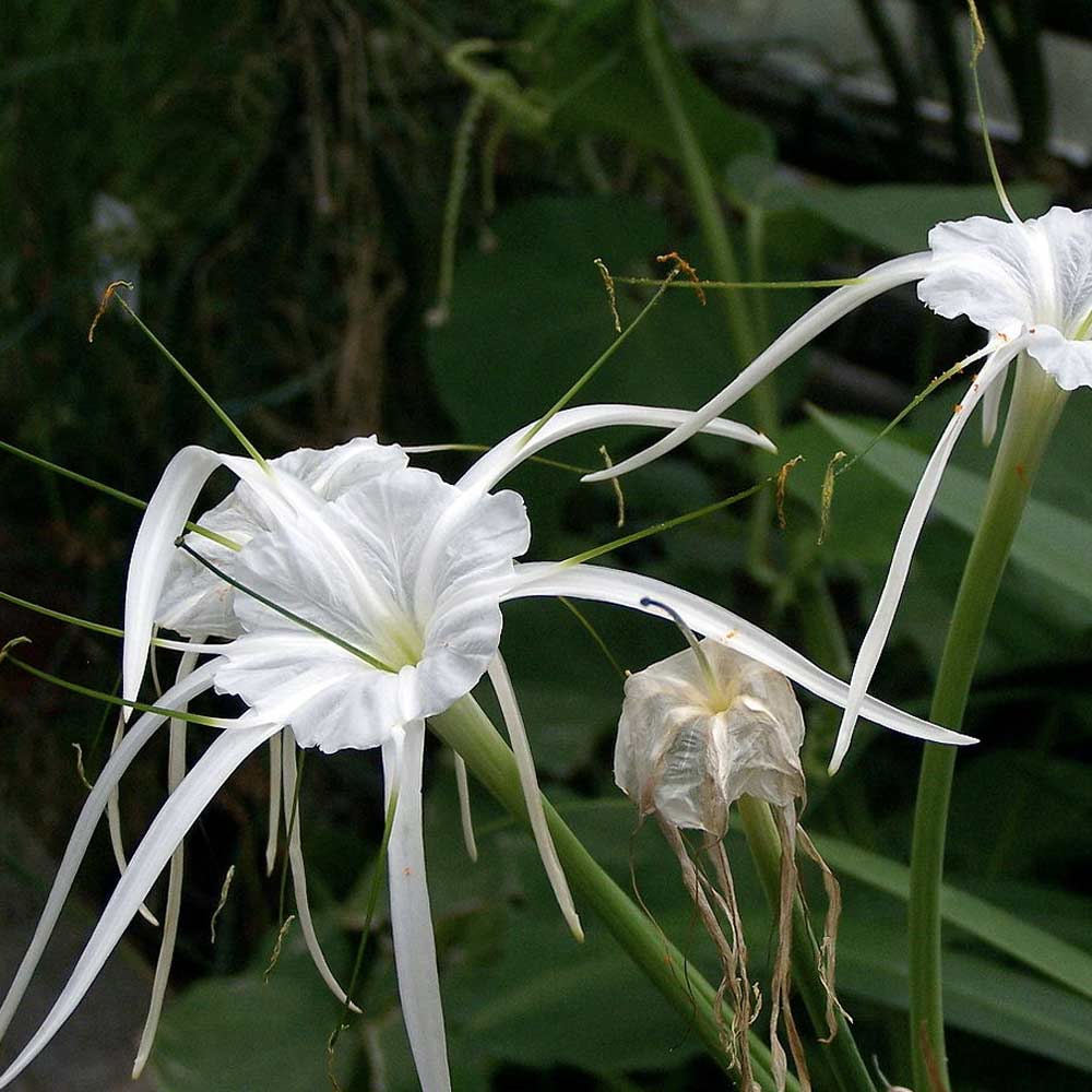 Bakung lele/ bakung air mancur (spider lily) t: 30 cm