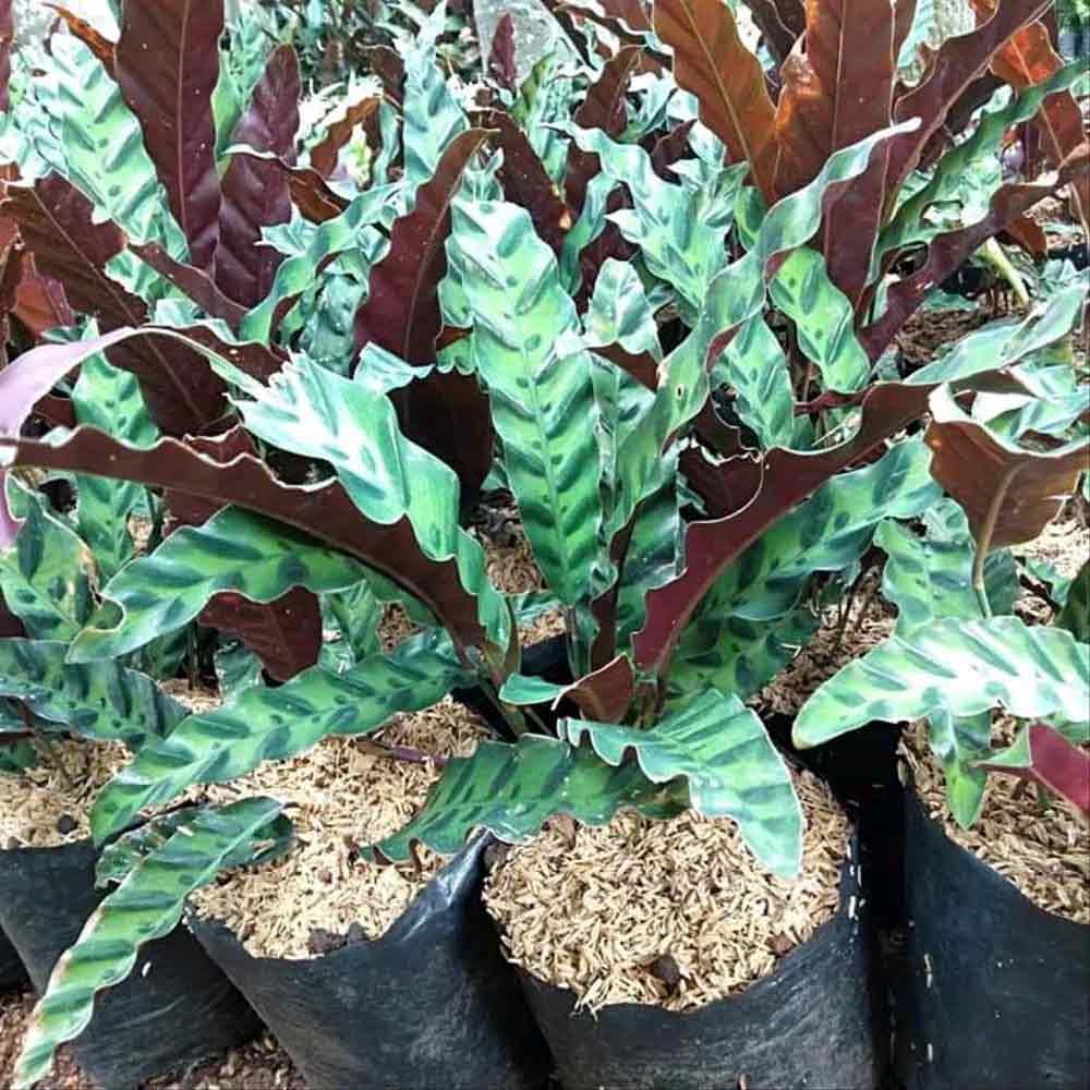 Calathea bulu ayam t: 25cm