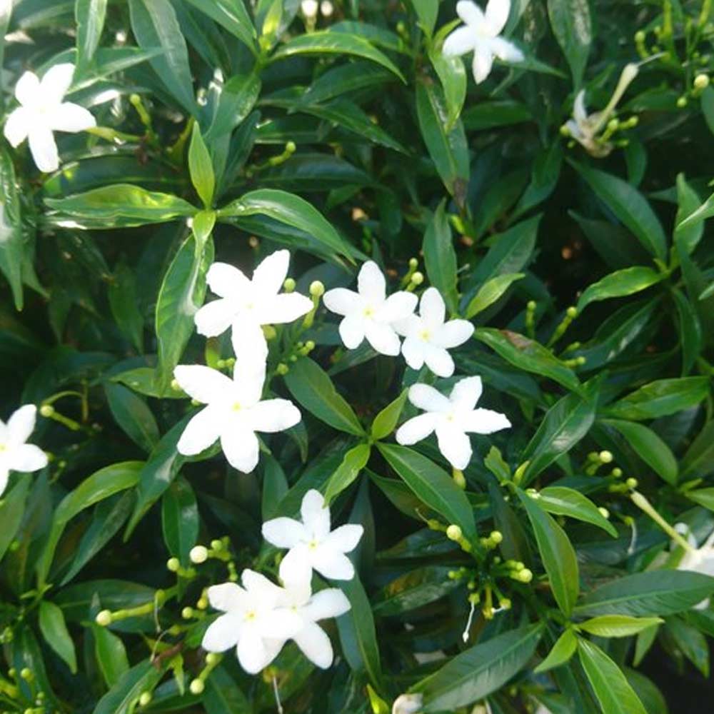 Melati jepang mini / Sabrina t: 30 cm