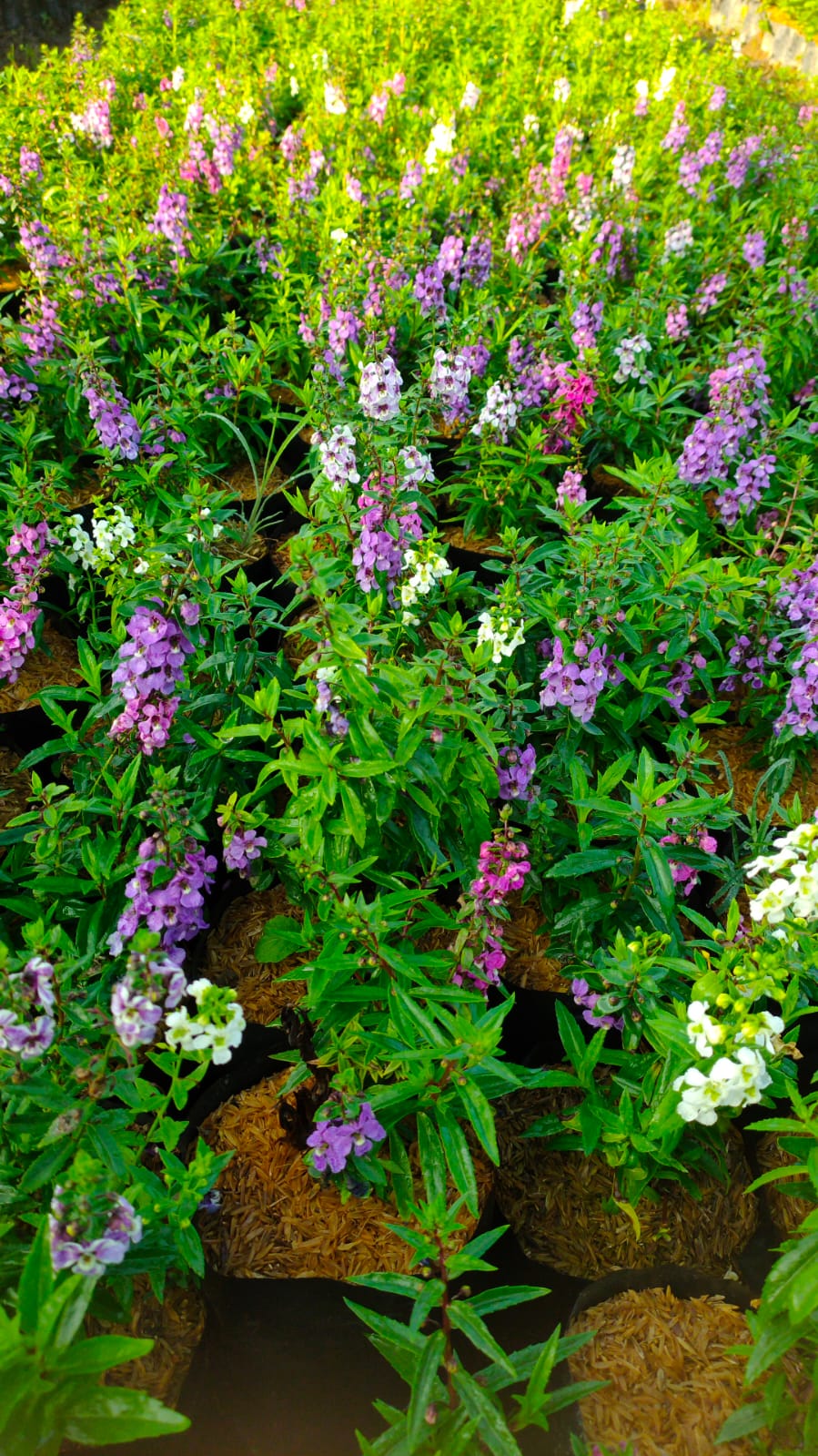 Angelonia t: 30 cm