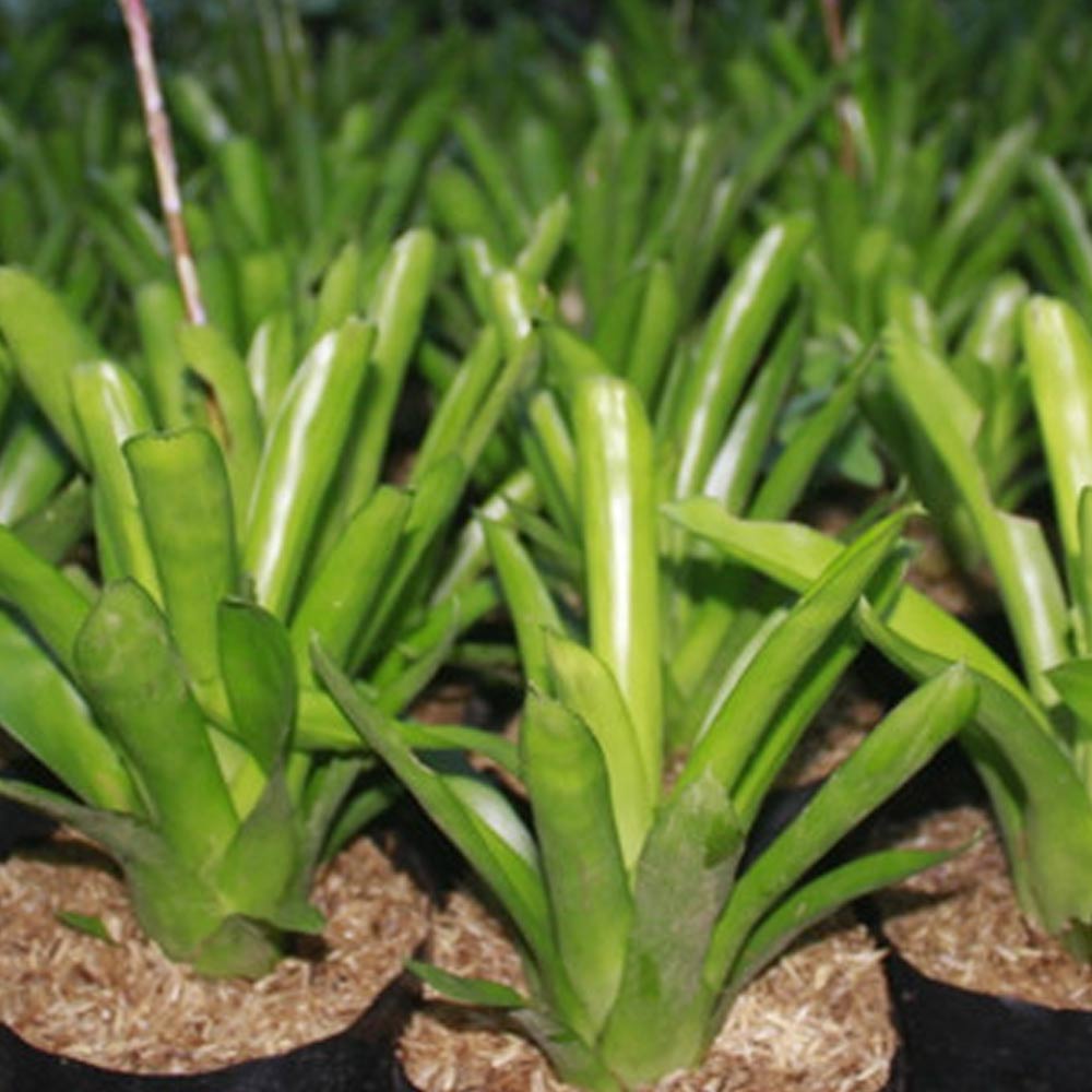 Bromelia hijau d: 20 cm