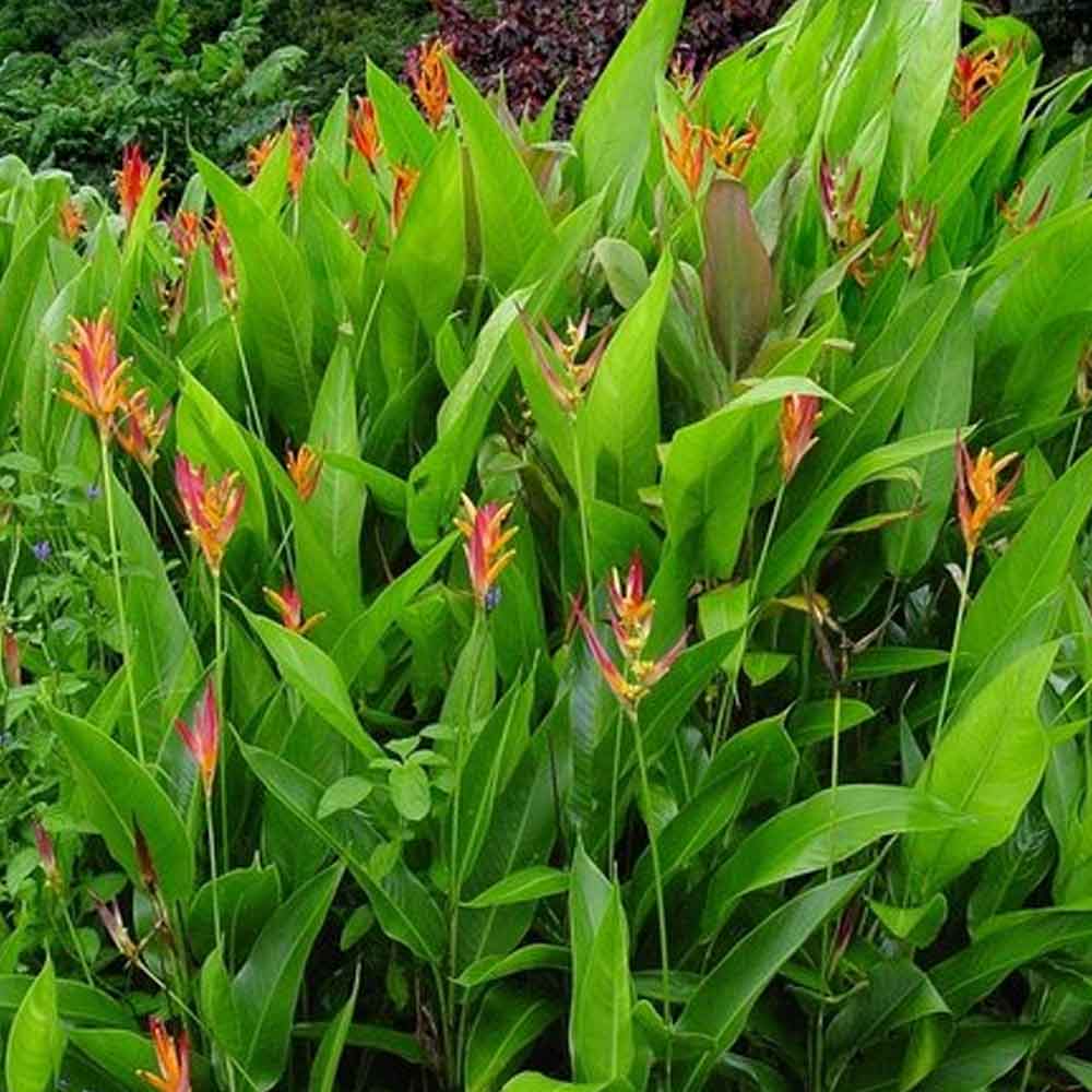 Heliconia t: 80 cm