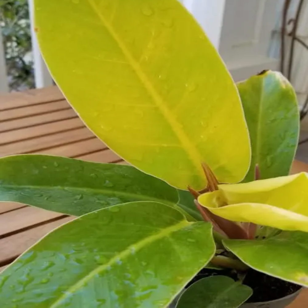 Philo centong t: 20 cm