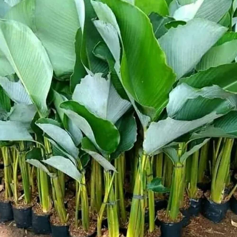 Calathea lutea t: 80 cm