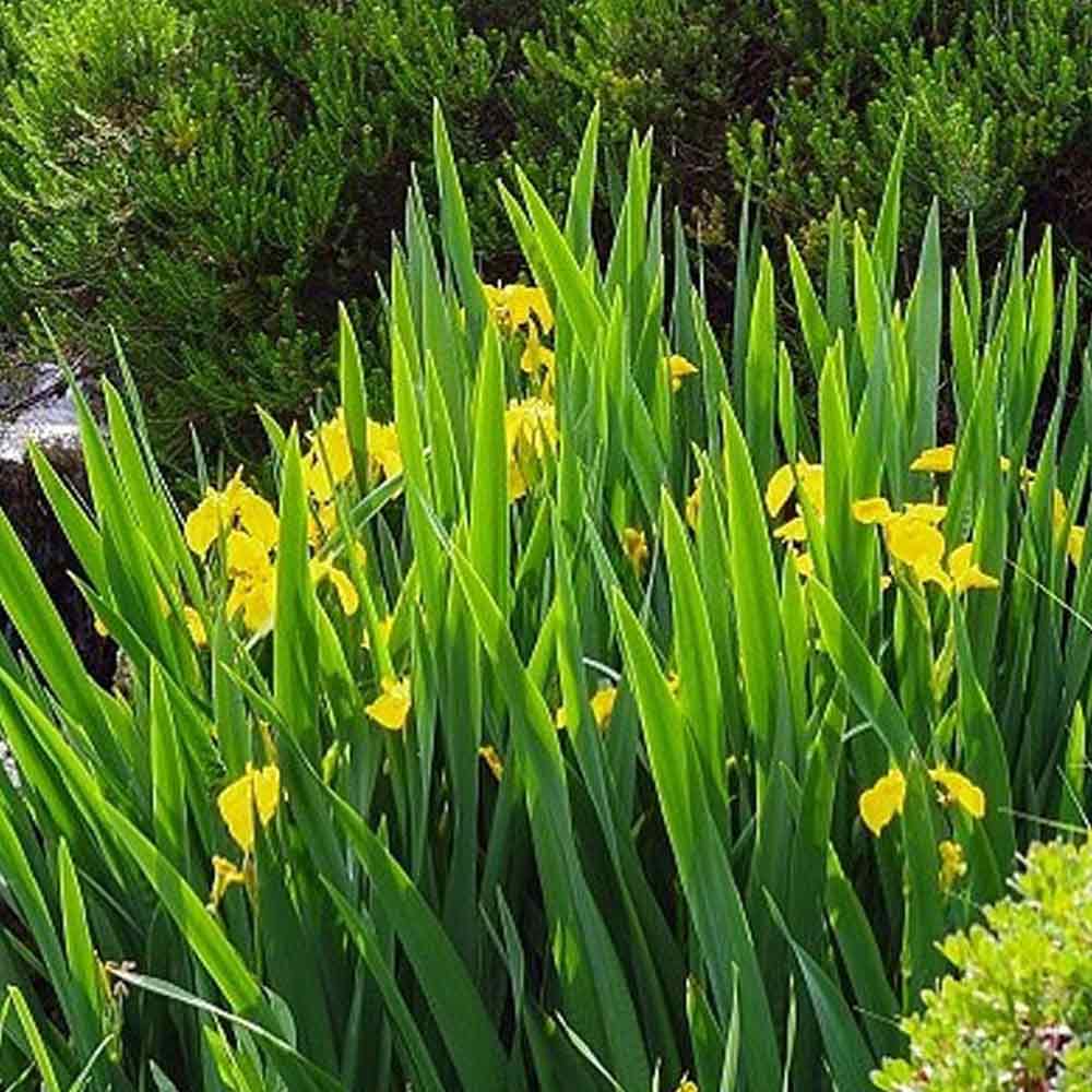 Iris kuning / airis kuning t: 40 cm