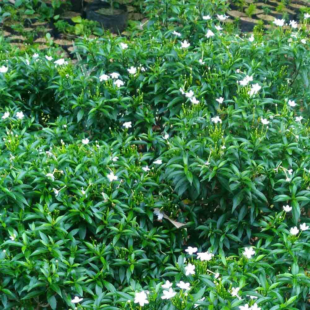 Rembosa mini/Rombusa mini t: 20cm