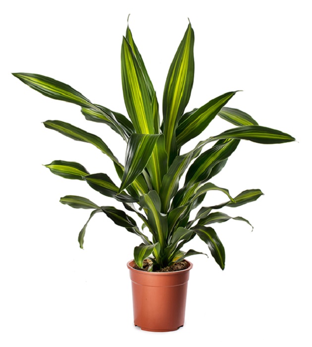 Dracena fragrans t : 50-70cm