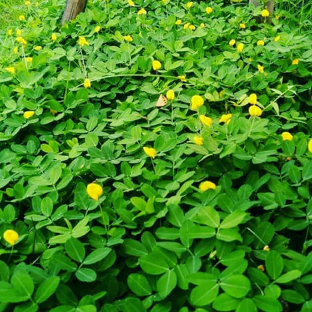 Kacang-kacangan / Arachis pinthoi p: 5 cm