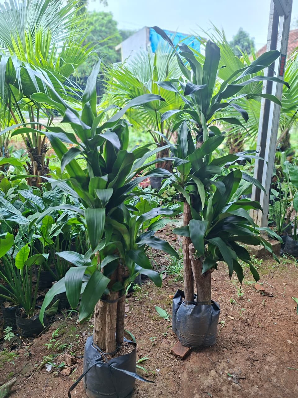 Cordyline fruticosa / Andong kemoceng hijau
