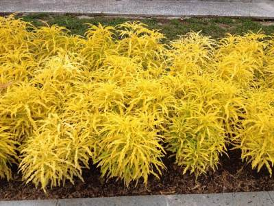 Brokoli kuning t: 20 cm